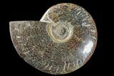 Polished Ammonite (Cleoniceras) Fossil - Madagascar #166386-1